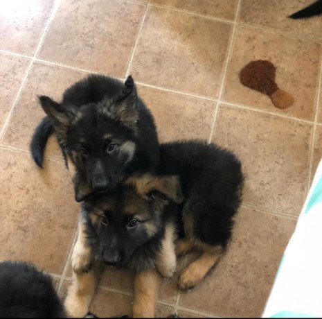 magnificent-male-and-female-german-shepherd-puppies-for-sale-big-3