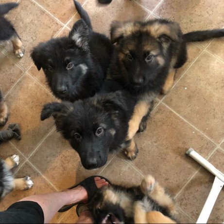 magnificent-male-and-female-german-shepherd-puppies-for-sale-big-1