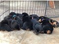 rottweiler-puppies-ready-for-new-homes-small-1