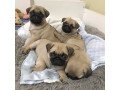 healthy-pug-puppies-for-rehoming-small-0