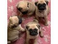 healthy-pug-puppies-for-rehoming-small-1
