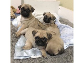 Healthy Pug Puppies For Rehoming