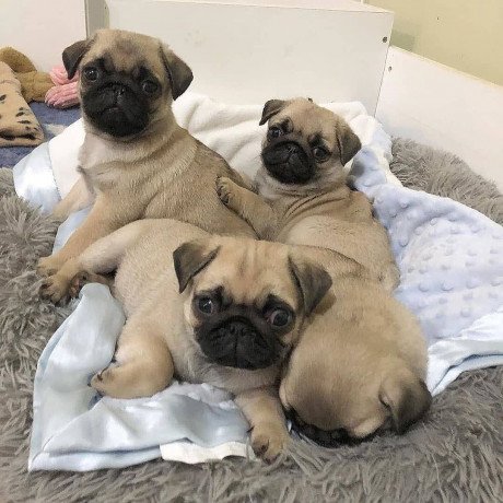healthy-pug-puppies-for-rehoming-big-0