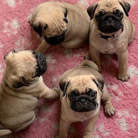healthy-pug-puppies-for-rehoming-big-1