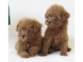 cute-toy-poodle-puppies-available-small-1
