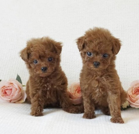 cute-toy-poodle-puppies-available-big-0