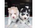 adorable-pomsky-puppies-for-rehoming-small-0