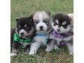 adorable-pomsky-puppies-for-rehoming-small-1