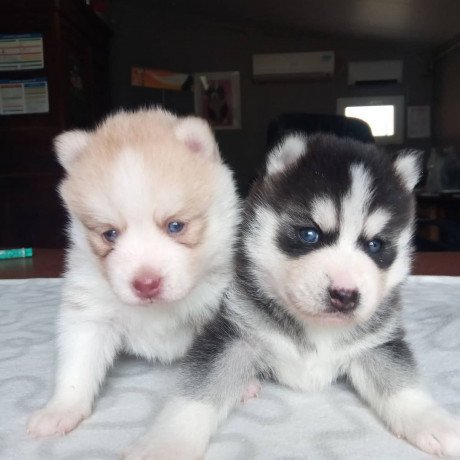 adorable-pomsky-puppies-for-rehoming-big-0