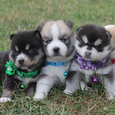 adorable-pomsky-puppies-for-rehoming-big-1