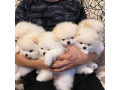 pomeranian-puppies-available-small-0