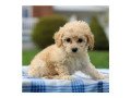 charming-cavachon-puppies-available-for-sale-small-0