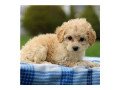 charming-cavachon-puppies-available-for-sale-small-1