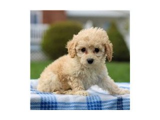 Charming cavachon puppies available for sale