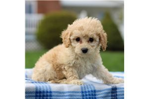 charming-cavachon-puppies-available-for-sale-big-0