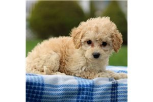 charming-cavachon-puppies-available-for-sale-big-1