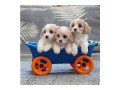 charming-cavachon-puppies-for-sale-small-1
