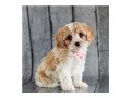 charming-cavachon-puppies-for-sale-small-0