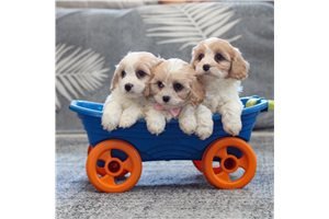 charming-cavachon-puppies-for-sale-big-1
