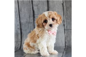 charming-cavachon-puppies-for-sale-big-0