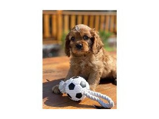 Charming cavalier spaniel puppies available for a good and God fearing home