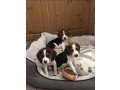 charming-beagle-puppies-available-for-sale-small-1