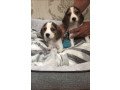 charming-beagle-puppies-available-for-sale-small-0