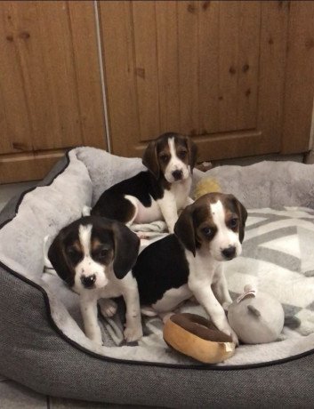 charming-beagle-puppies-available-for-sale-big-1