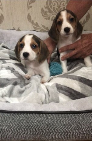 charming-beagle-puppies-available-for-sale-big-0