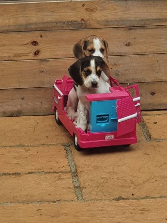 beagle-puppies-available-for-sale-big-0