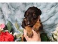 cute-doberman-puppies-available-for-sale-small-0