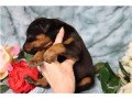 cute-doberman-puppies-available-for-sale-small-1
