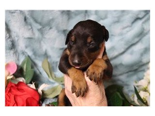 Cute doberman puppies available for sale