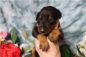 cute-doberman-puppies-available-for-sale-big-0