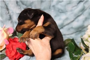 cute-doberman-puppies-available-for-sale-big-1