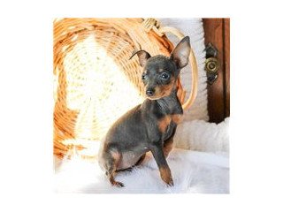 Cute Doberman puppies available for adoption
