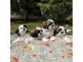 shih-tzu-puppies-ready-to-leave-small-0