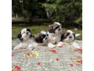 Shih tzu puppies ready to leave