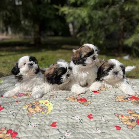 shih-tzu-puppies-ready-to-leave-big-0