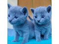 lovely-russian-blue-kittens-for-sale-small-0