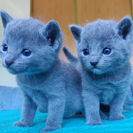 lovely-russian-blue-kittens-for-sale-big-0