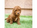 goldendoodle-puppies-for-rehoming-small-1