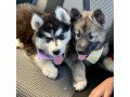akc-registered-siberian-husky-puppies-small-1