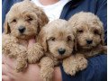 cute-labradoodle-puppies-small-1