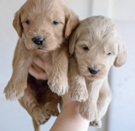 cute-labradoodle-puppies-big-0