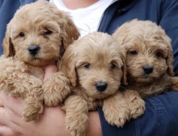 cute-labradoodle-puppies-big-1