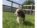 gorgeous-purebred-beagle-puppies-for-sale-small-0