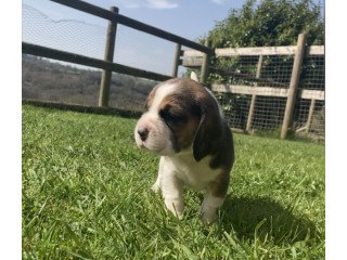 Gorgeous purebred beagle puppies for sale