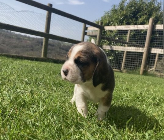 gorgeous-purebred-beagle-puppies-for-sale-big-0