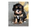 cavalier-king-charles-spaniel-puppies-available-small-0